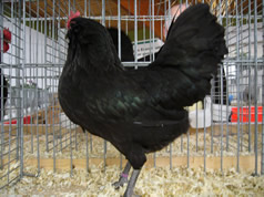 Thüringer Barthühner  